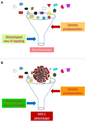 Multisystem Inflammatory Syndrome in Children: Unique Disease or Part of the Kawasaki Disease Spectrum?